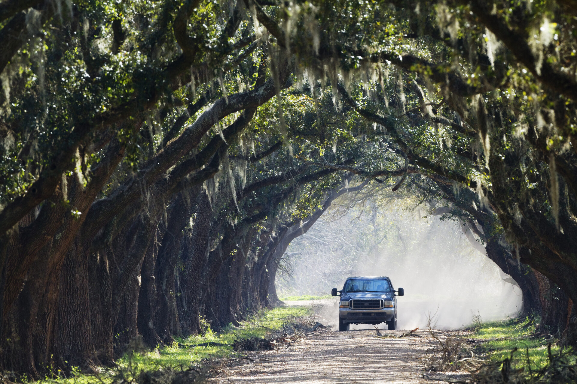 Louisiana bayou oak tunnel
