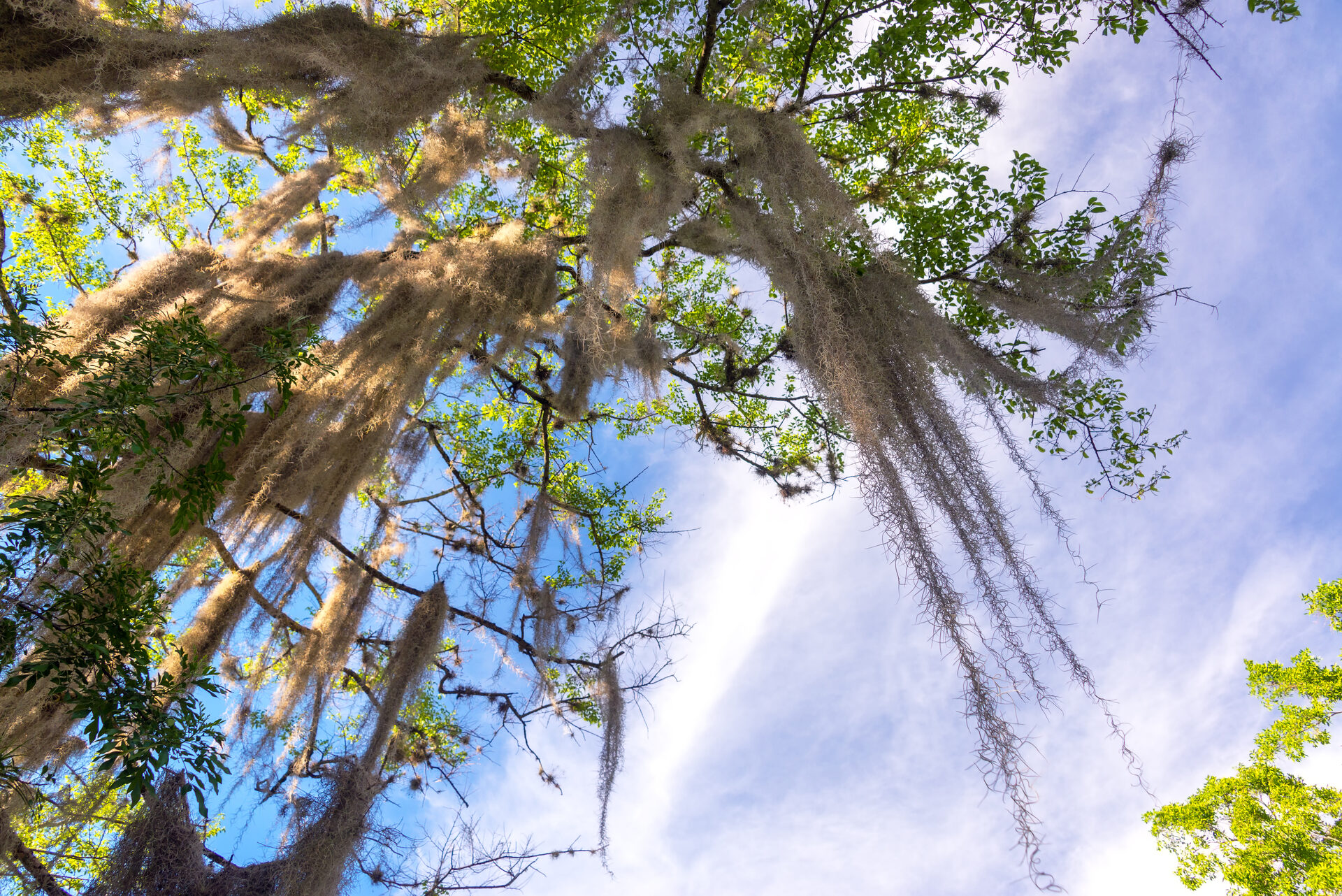 Spanish moss